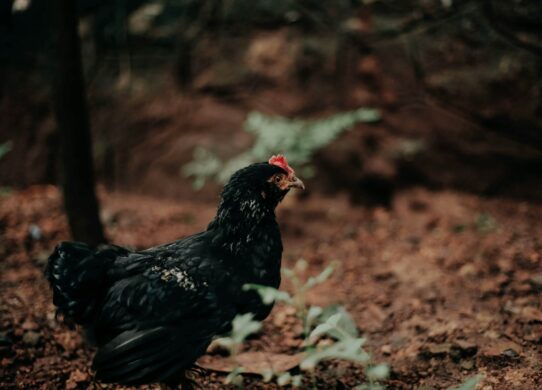 black and brown chicken on brown soil